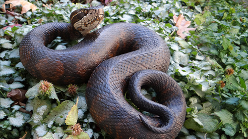 Mike Stinnett Gallery 5