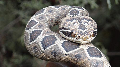 Mike Stinnett Gallery 6