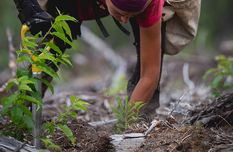 Tree Planting Image Gallery 1