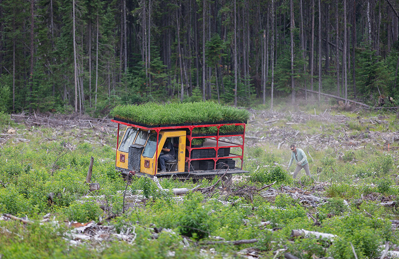 Tree Planting Image Gallery 2