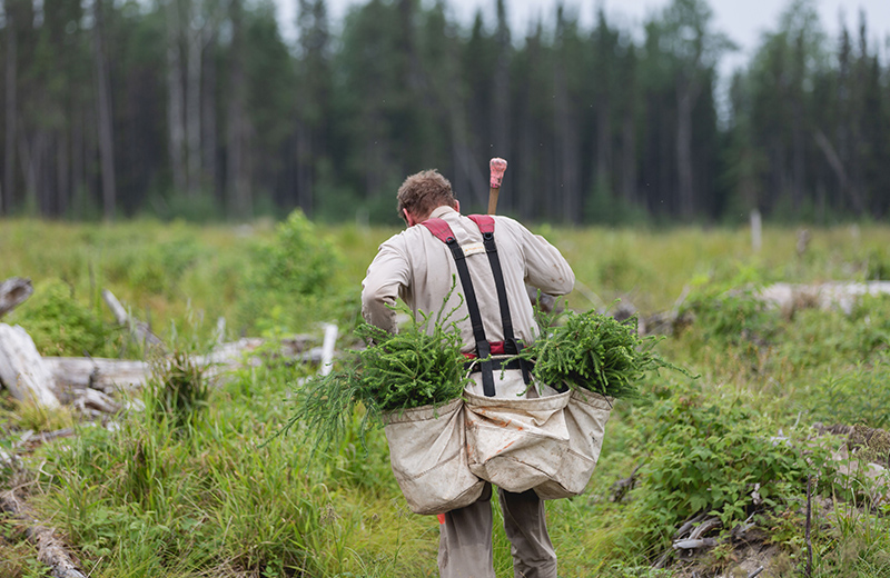 Tree Planting Image Gallery 4