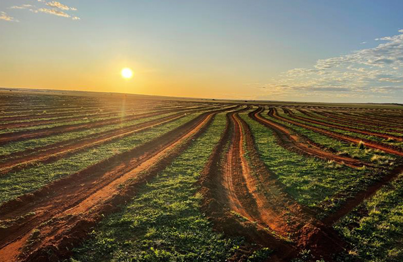 Tree Planting Image Gallery 4