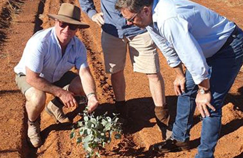 Tree Planting Image Gallery 5